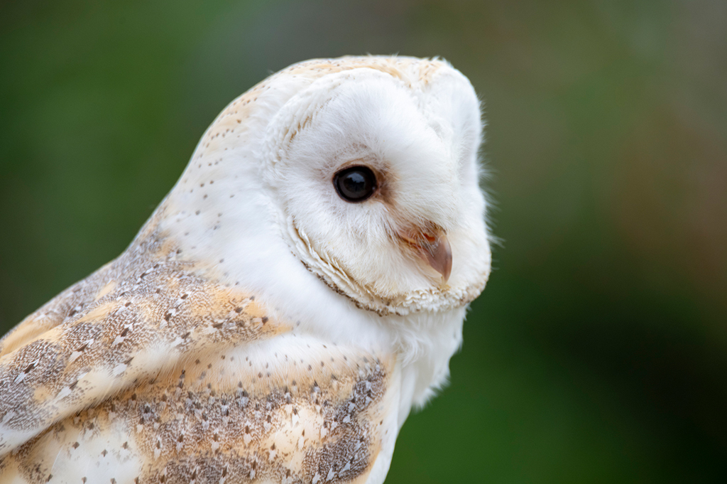 Suffolk Owl Sanctuary 